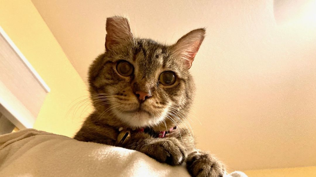 Enlarge Lancelot - Tolerant & Mild Mannered, a Adopted Tabby in Pleasant Hill, CA image 3/5