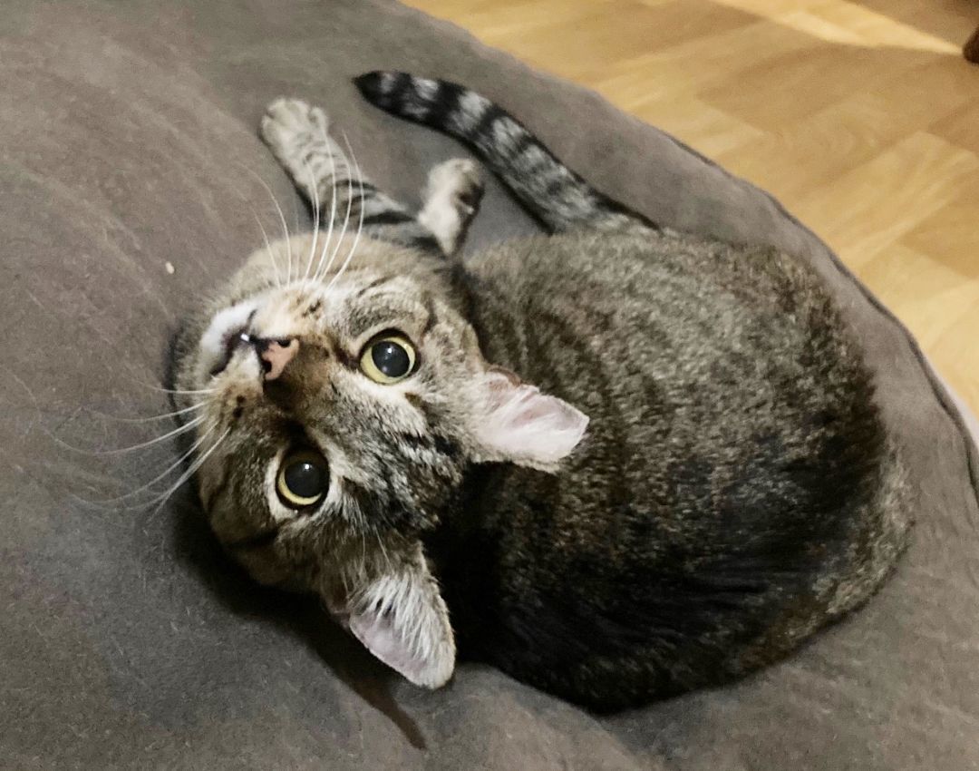 Enlarge Lancelot - Tolerant & Mild Mannered, a Adopted Tabby in Pleasant Hill, CA image 4/5