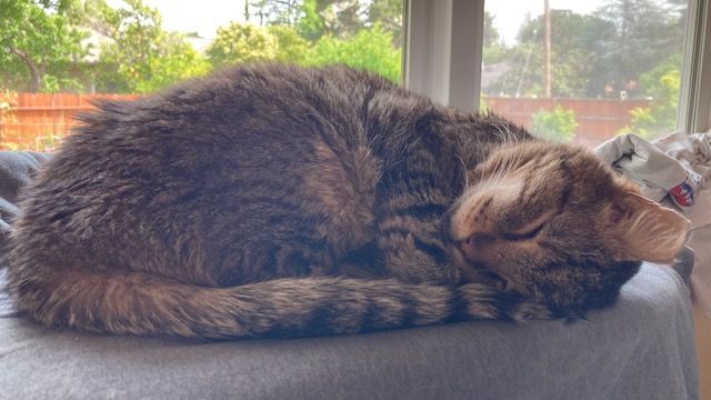 Enlarge Lancelot - Tolerant & Mild Mannered, a Adopted Tabby in Pleasant Hill, CA image 5/5