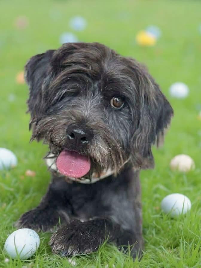 Enlarge Wink, a Adoptable mixed breed in Tucson, AZ image 3/3