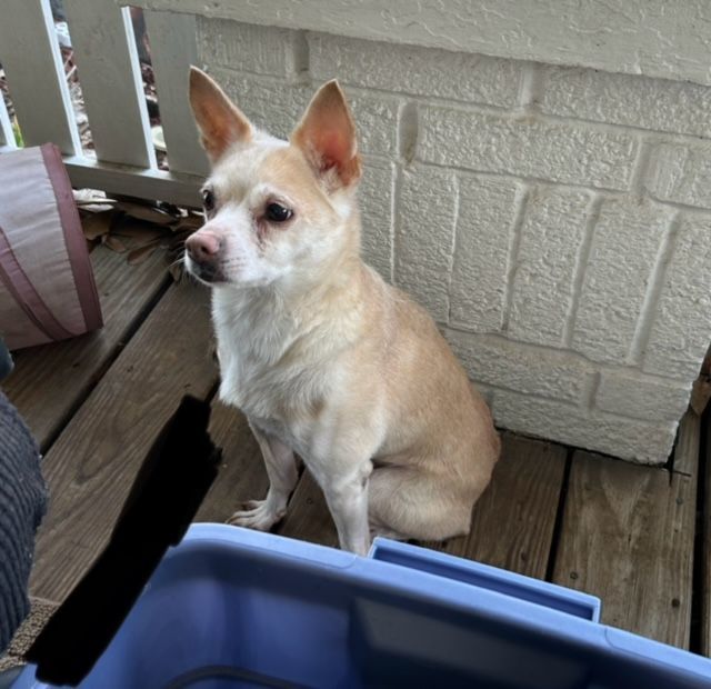 Cody, an adoptable Chihuahua, Rat Terrier in Chalmette, LA, 70043 | Photo Image 4