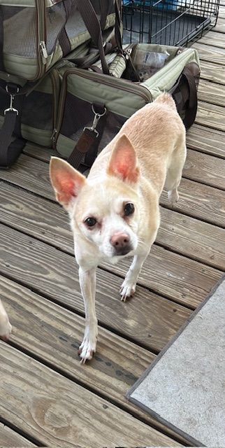 Cody, an adoptable Chihuahua, Rat Terrier in Chalmette, LA, 70043 | Photo Image 3