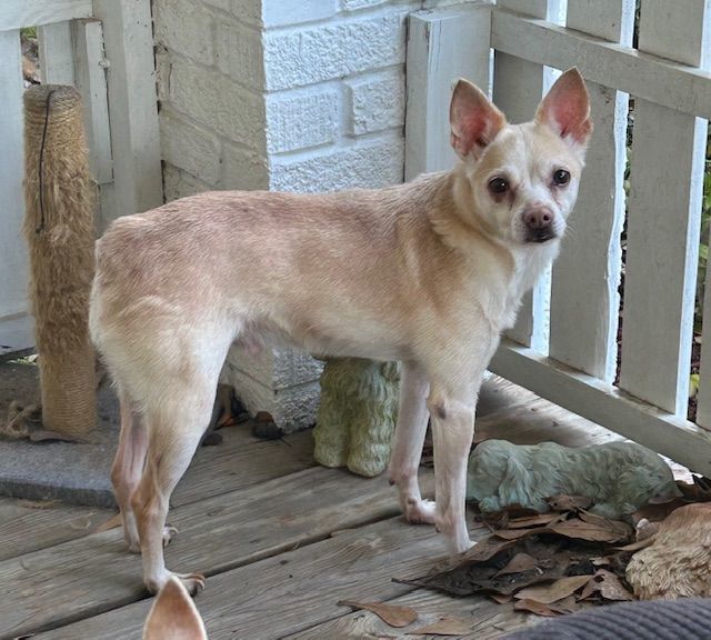 Enlarge Cody, a Adoptable mixed breed in Chalmette, LA image 1/4