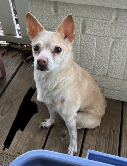 Cody, an adoptable Chihuahua, Rat Terrier in Chalmette, LA, 70043 | Photo Image 2