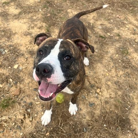 Dexter (ID 49323/3979), Adoptable, Adult Male Boxer & American Bully.