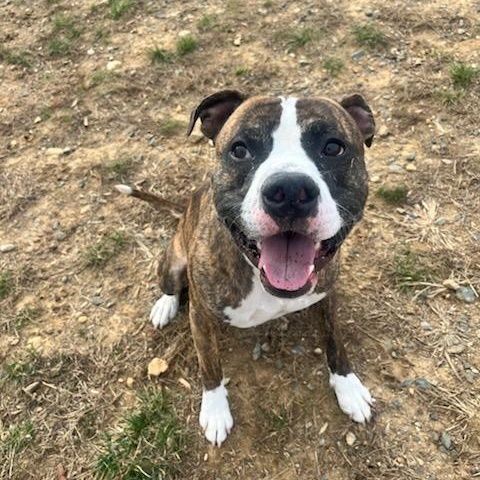 Dexter (ID 49323/3979), Adoptable, Adult Male Boxer & American Bully.