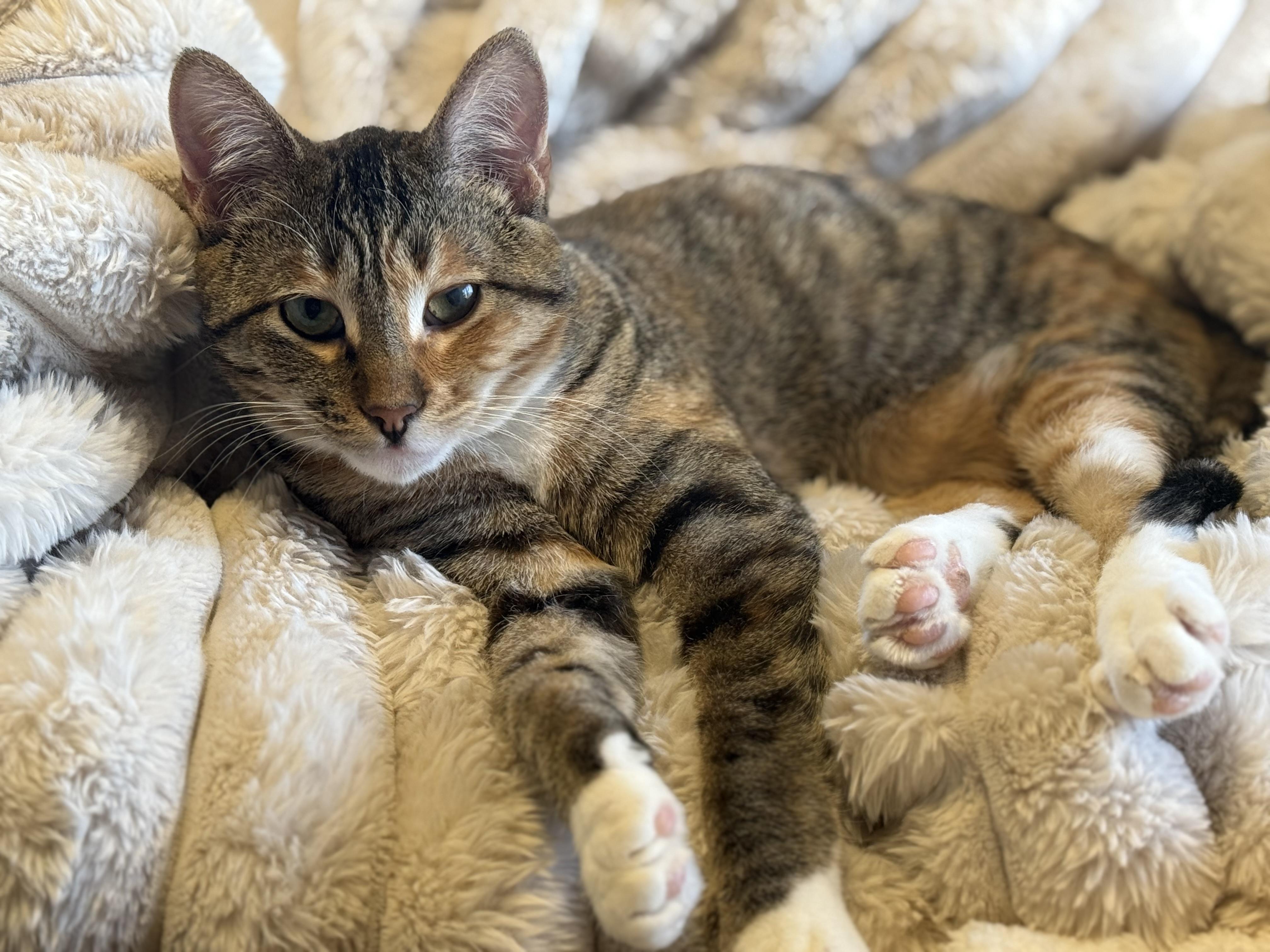 Enlarge Sour Patch, a Adopted Domestic Short Hair in Madison , WI image 2/2