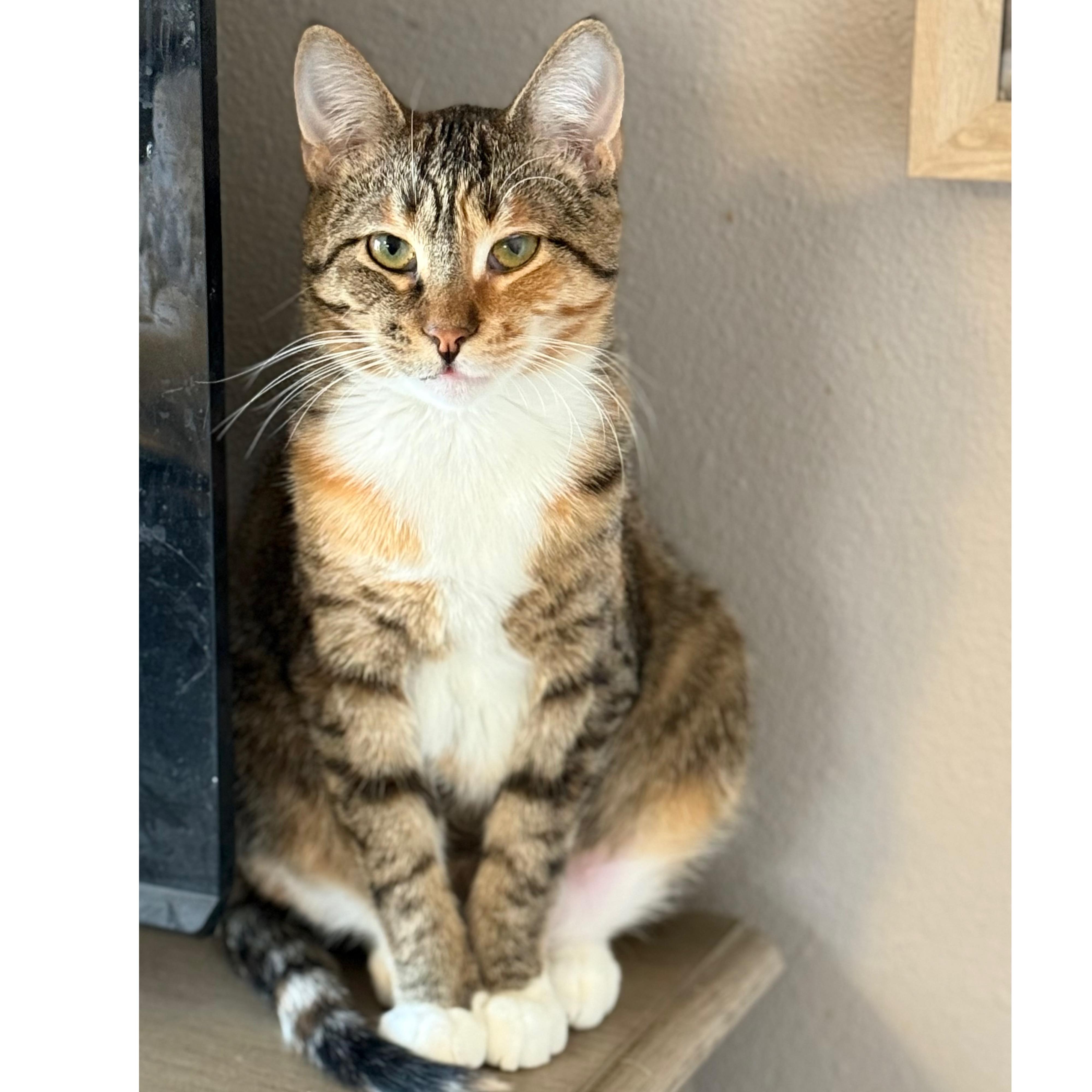 Sour Patch, Adopted, Young Female Domestic Short Hair.