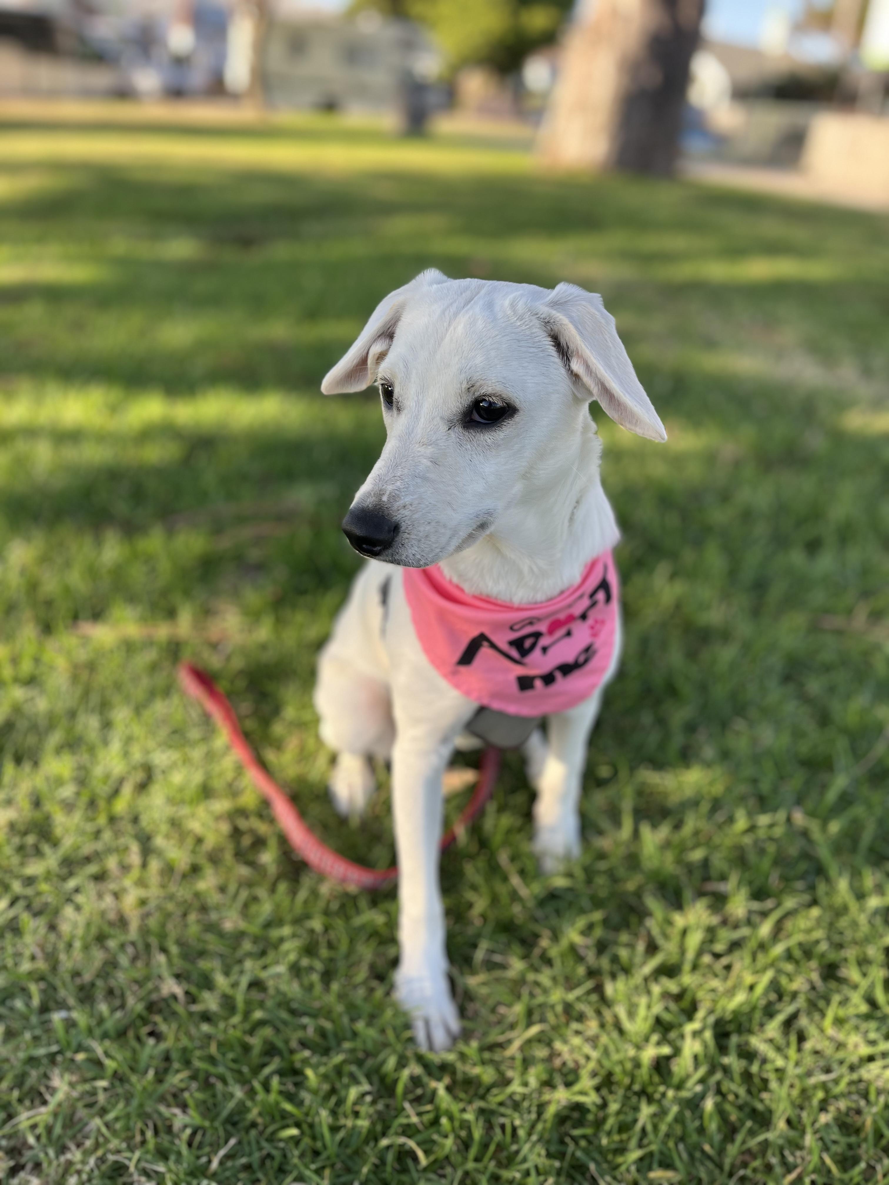Sadie