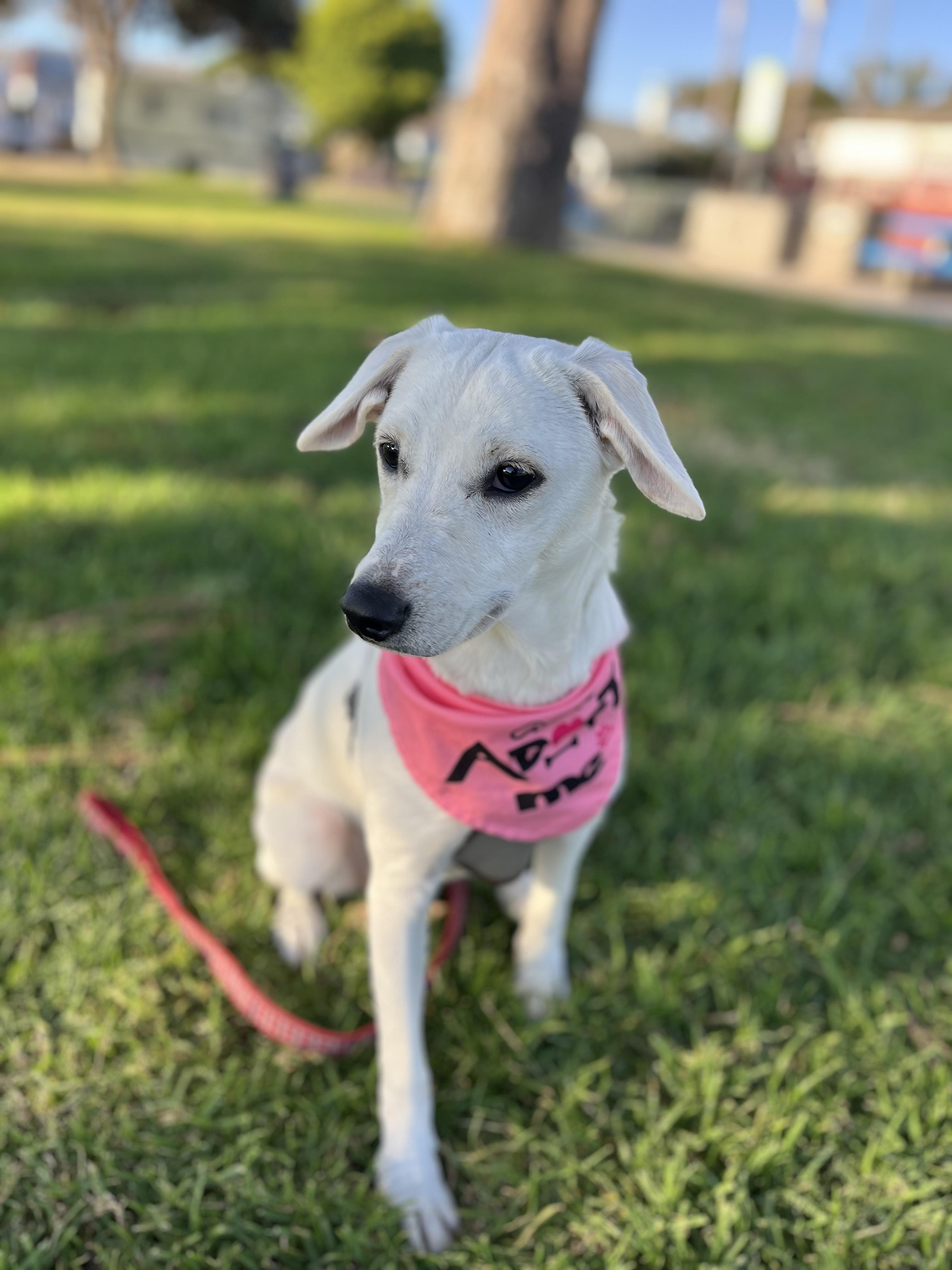 Sadie