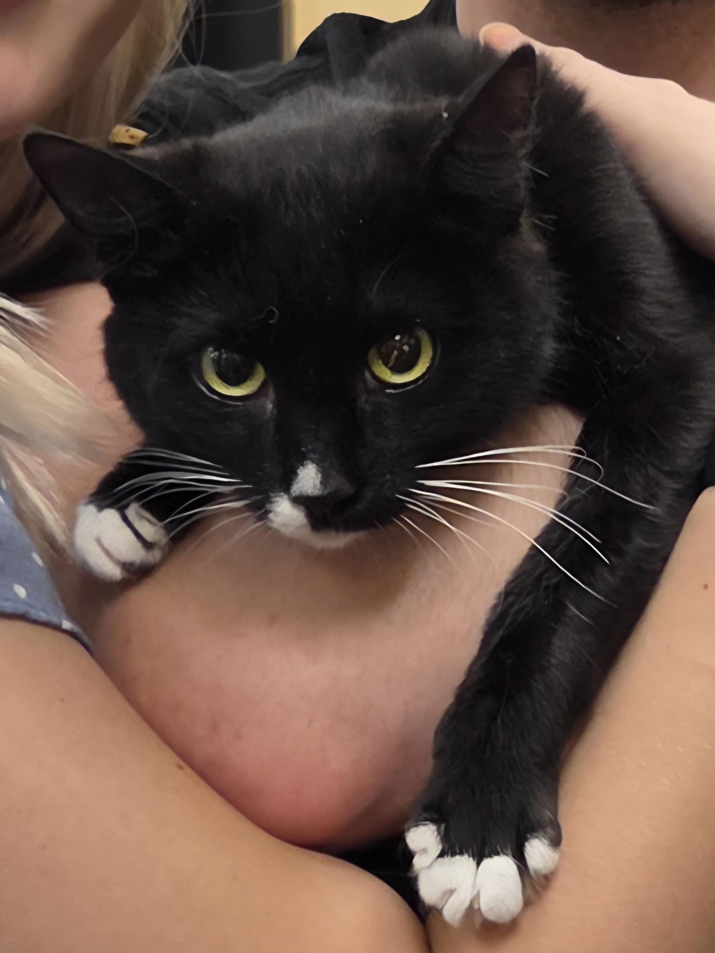 Enlarge Sparkle, an adopted Tuxedo in Monroeville, PA image 1/1