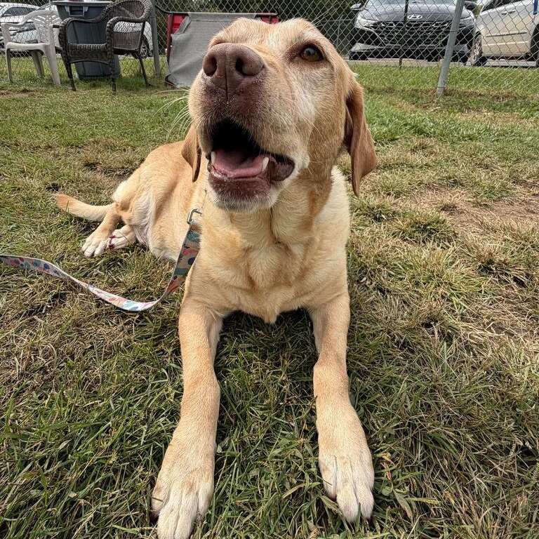 Enlarge Gracie, a Adopted Yellow Labrador Retriever in Jackson, MI image 4/4