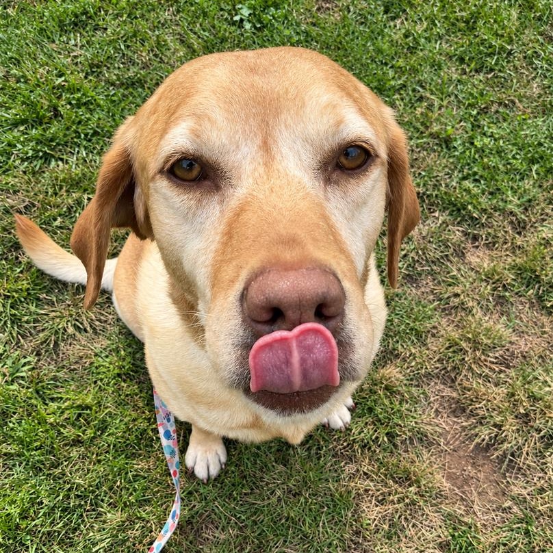 Gracie, Adoptable, Senior Female Yellow Labrador Retriever.