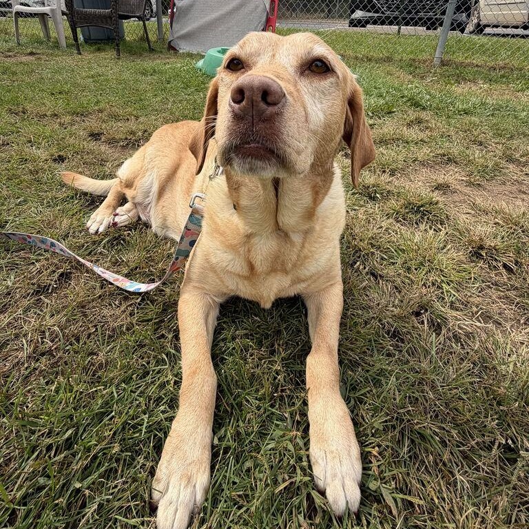 Enlarge Gracie, a Adopted Yellow Labrador Retriever in Jackson, MI image 3/4