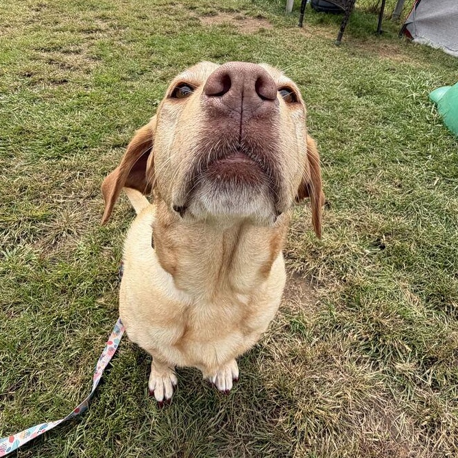 Enlarge Gracie, a Adopted Yellow Labrador Retriever in Jackson, MI image 2/4