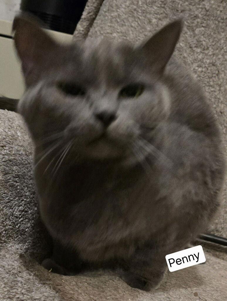 Penny, a Adoptable Tabby in Versailles, KY image 1/2