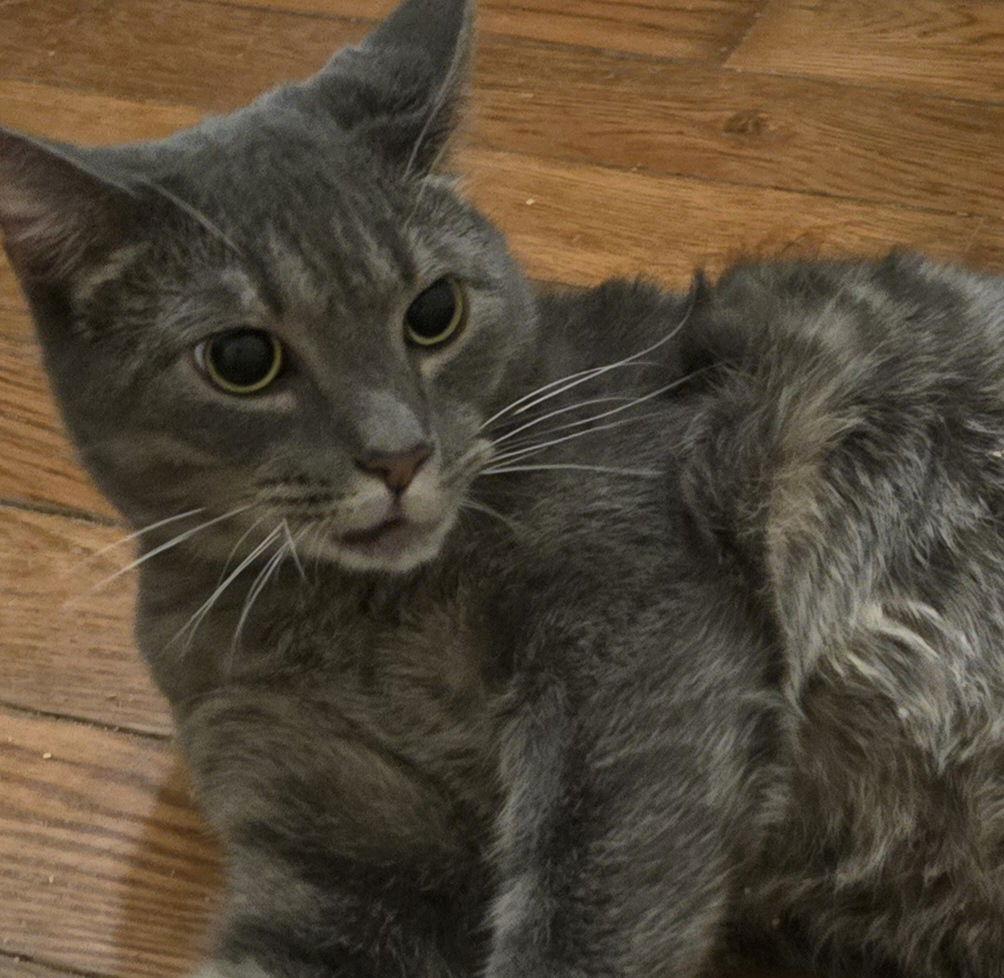 Penny, Adoptable, Adult Female Tabby.