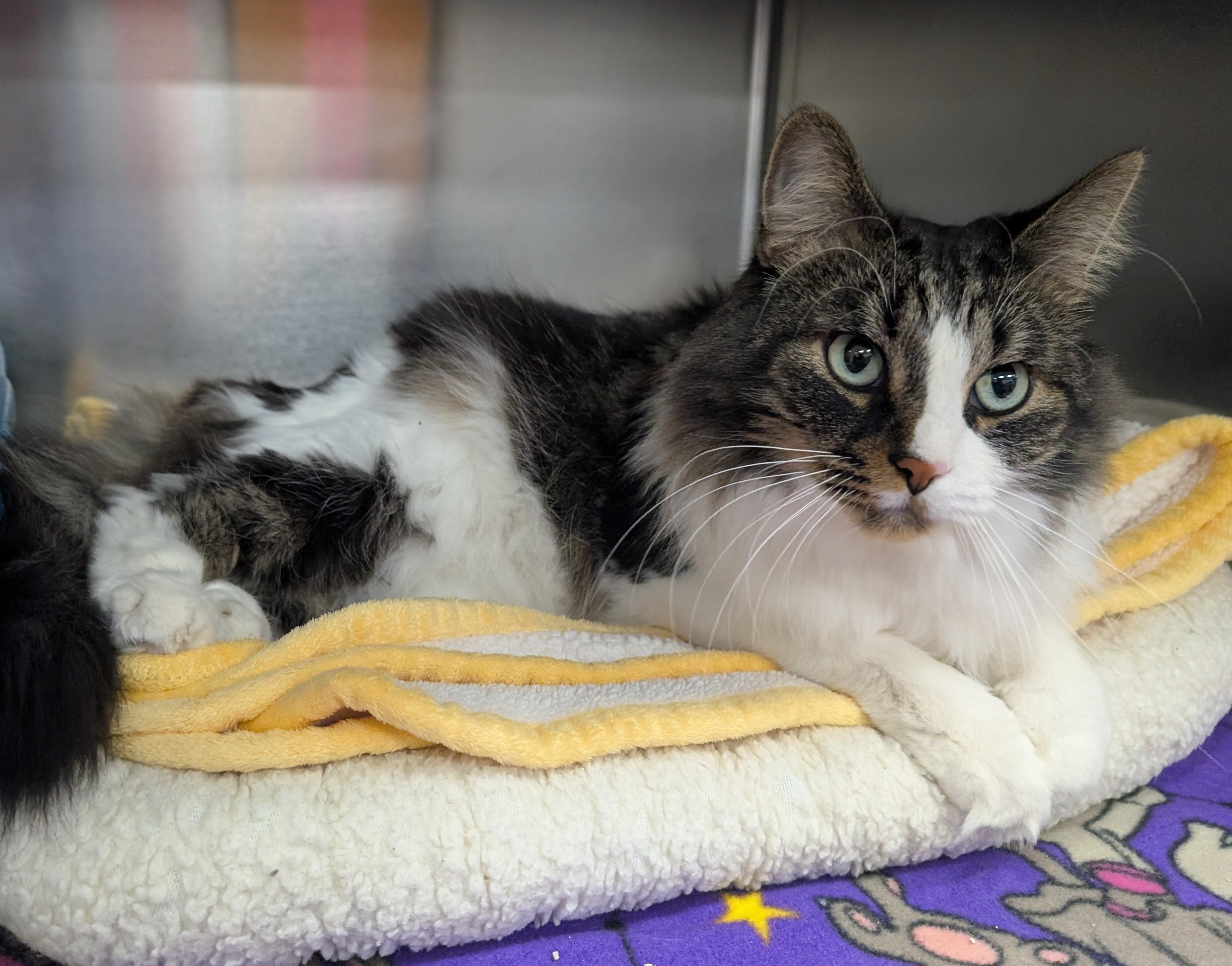 Forest, ADOPTABLE, Adult Male Domestic Medium Hair.