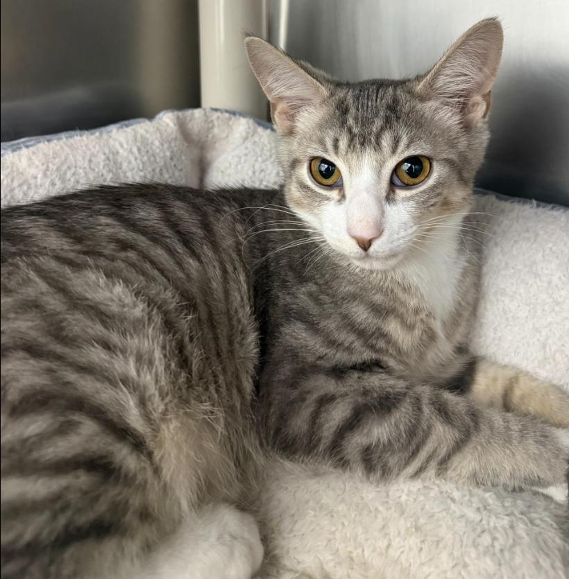 Enlarge Memphis, a Adoptable Tiger in Hornell, NY image 1/1