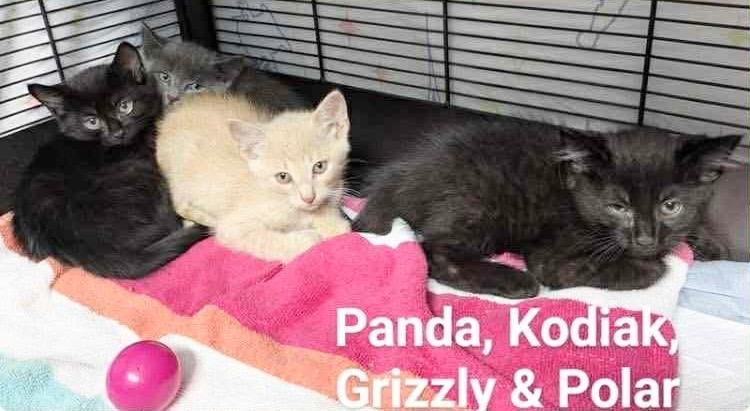 Grizzly, Adoptable, Young Male Domestic Medium Hair.