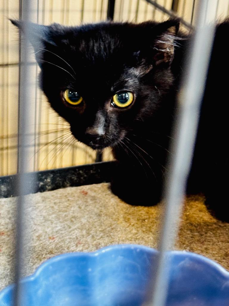 Enlarge Grizzly, a Adoptable mixed breed in Charlotte, MI image 3/6