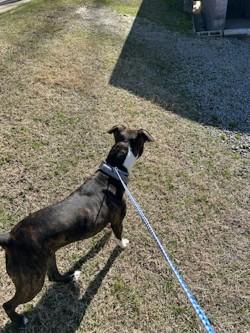 Enlarge Mookey15112 (RESCUED), a other Pit Bull Terrier in Rocky Mount, NC image 2/3