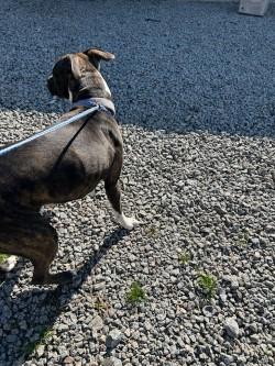 Enlarge Mookey15112 (RESCUED), a other Pit Bull Terrier in Rocky Mount, NC image 3/3