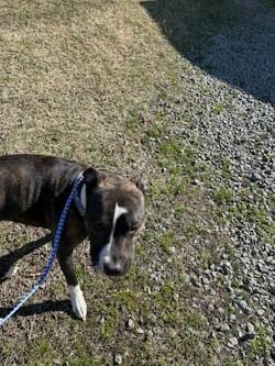 Mookey15112, ADOPTABLE, Young Female Pit Bull Terrier.