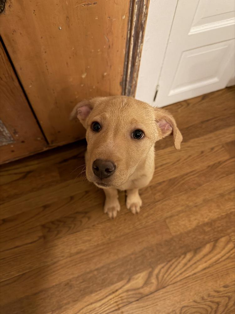 Enlarge Rocket, a Adoptable mixed breed in Bronx, NY image 1/6