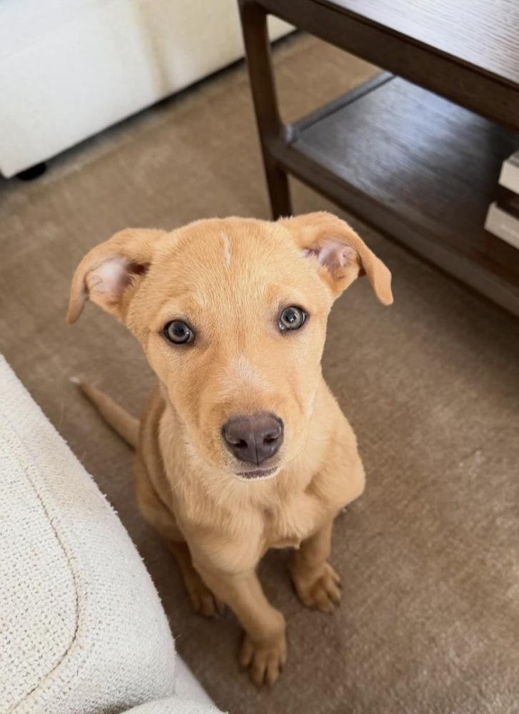 Enlarge Rocket, a Adoptable mixed breed in Bronx, NY image 3/6