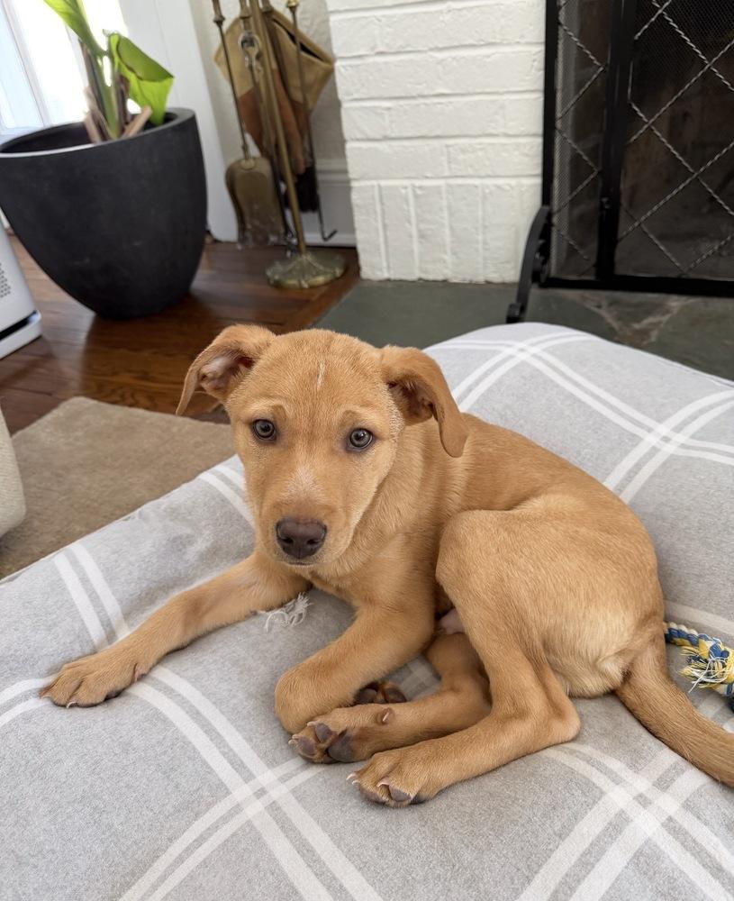 Enlarge Rocket, a Adoptable mixed breed in Bronx, NY image 4/6