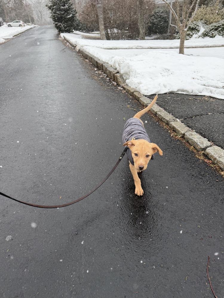 Enlarge Rocket, a Adoptable mixed breed in Bronx, NY image 5/6
