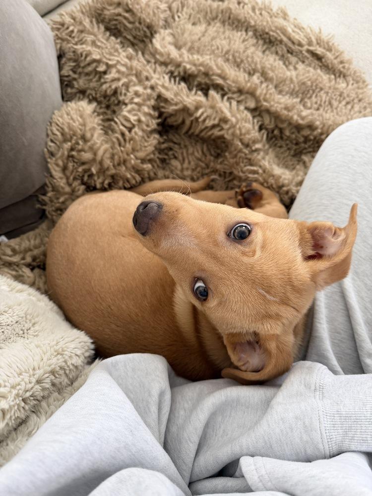 Enlarge Rocket, a Adoptable mixed breed in Bronx, NY image 6/6