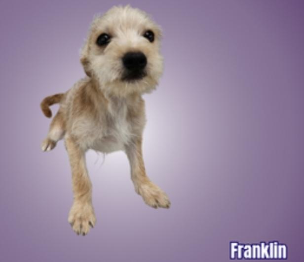 Franklin, Adoptable, Puppy Male Terrier.