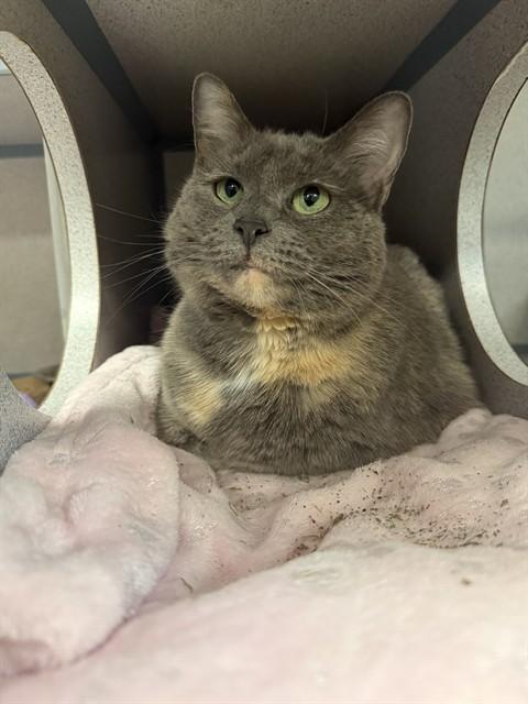 MONICA, Adoptable, Adult Female Domestic Medium Hair.