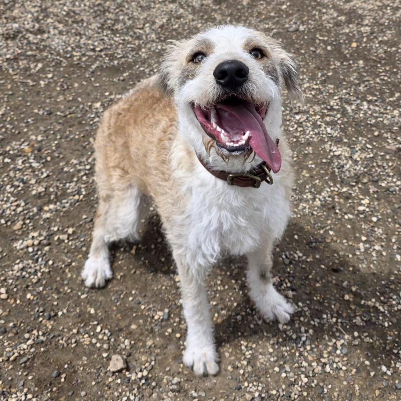 Ruger, a Adoptable mixed breed in Yankton, SD image 2/6