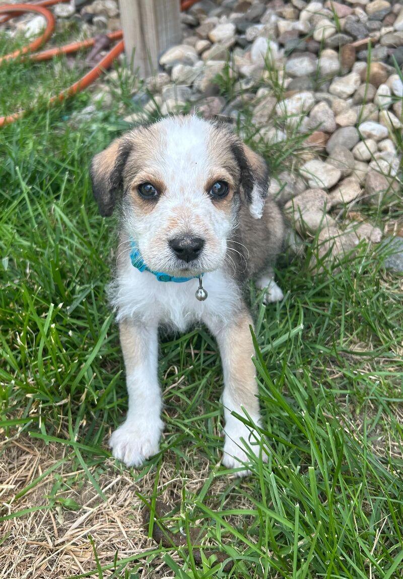 Ruger, a Adoptable mixed breed in Yankton, SD image 3/6