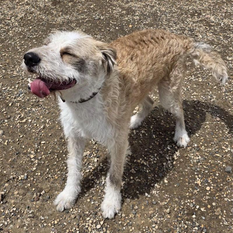 Enlarge Ruger, a Adoptable mixed breed in Yankton, SD image 3/6