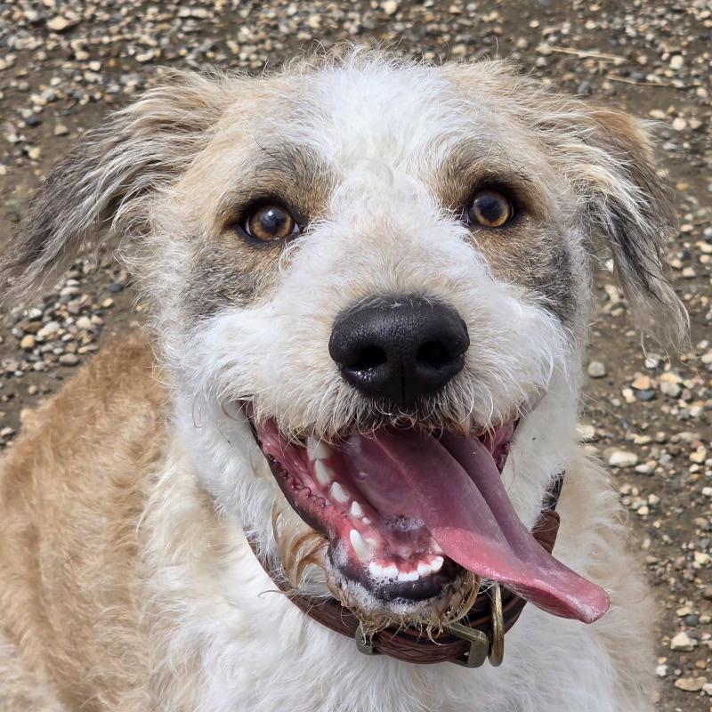 Ruger, a Adoptable mixed breed in Yankton, SD image 4/6