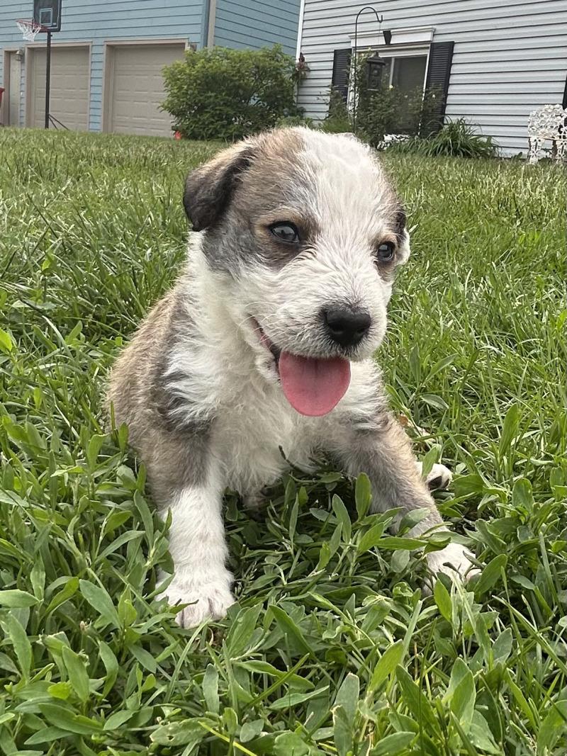 Ruger, a Adoptable mixed breed in Yankton, SD image 4/6