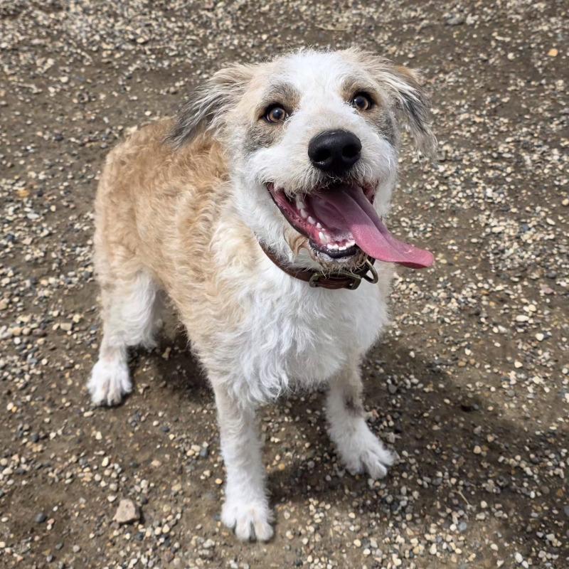 Ruger, a Adoptable mixed breed in Yankton, SD image 5/6