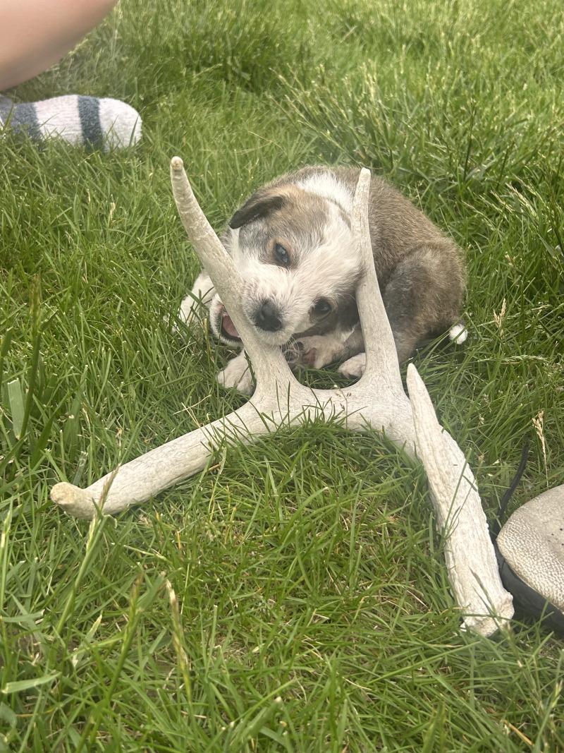 Ruger, a Adoptable mixed breed in Yankton, SD image 6/6