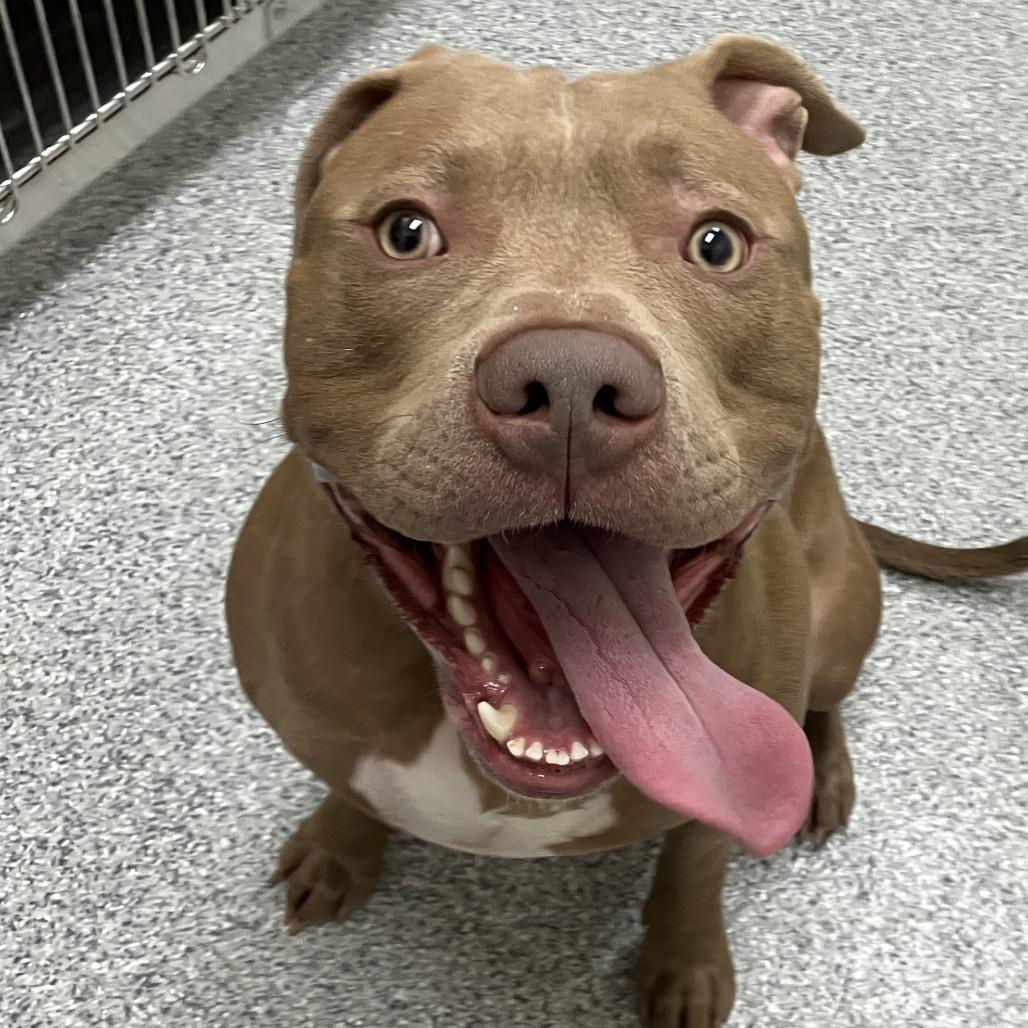 Sully, Adoptable, Adult Male American Staffordshire Terrier.