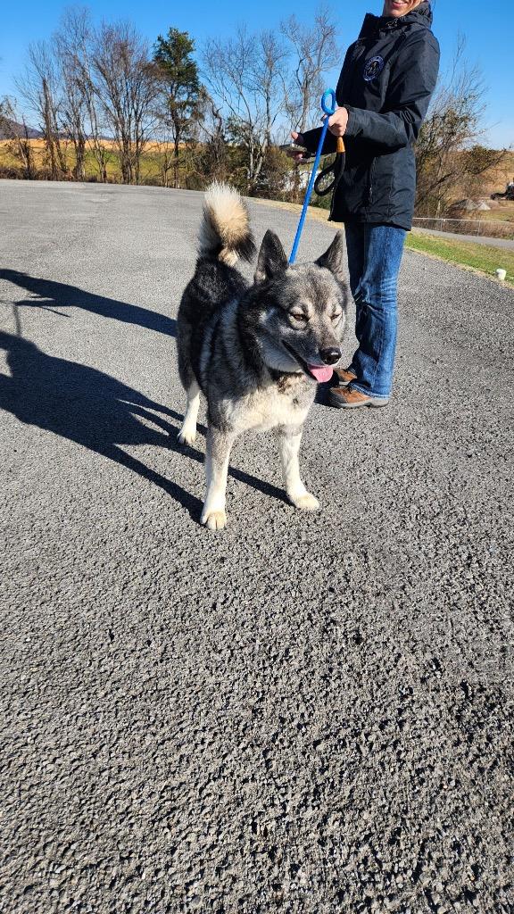 Enlarge Mike Wheeler-Urgent for 1/16, a Adoptable Husky in Chickamauga , GA image 1/3