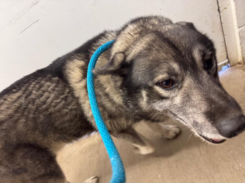 Enlarge Mike Wheeler-Urgent for 1/16, a Adoptable Husky in Chickamauga , GA image 2/3