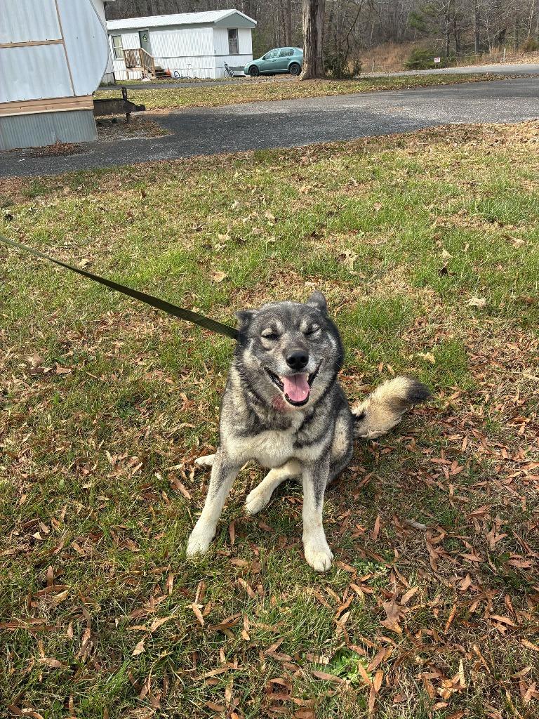 Enlarge Mike Wheeler-Urgent for 1/16, a Adoptable Husky in Chickamauga , GA image 3/3