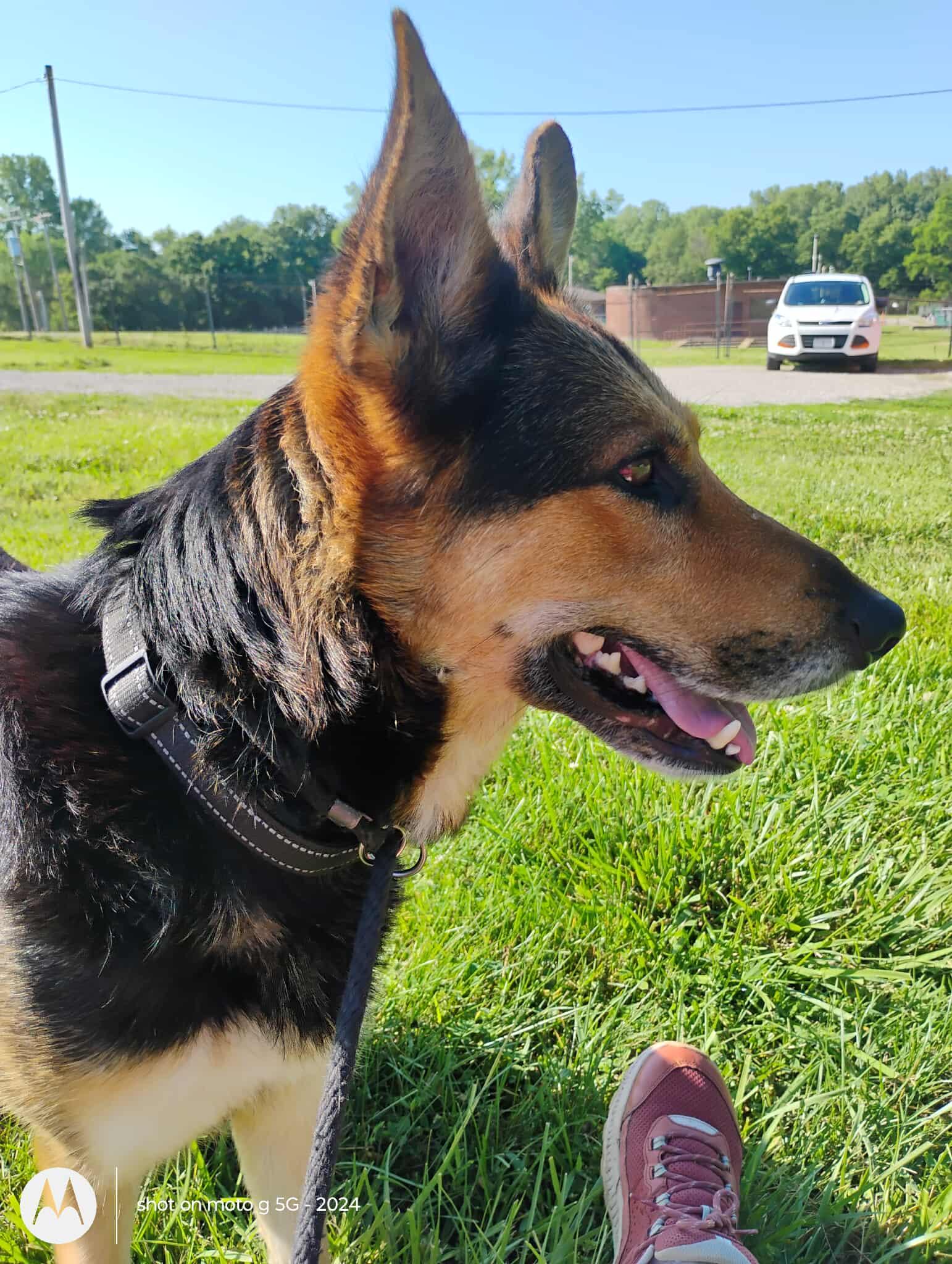 Enlarge Cookie, a Adoptable German Shepherd Dog in Plattsburg, MO image 4/5