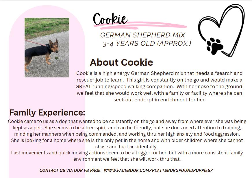 Cookie, Adoptable, Young Female German Shepherd Dog.