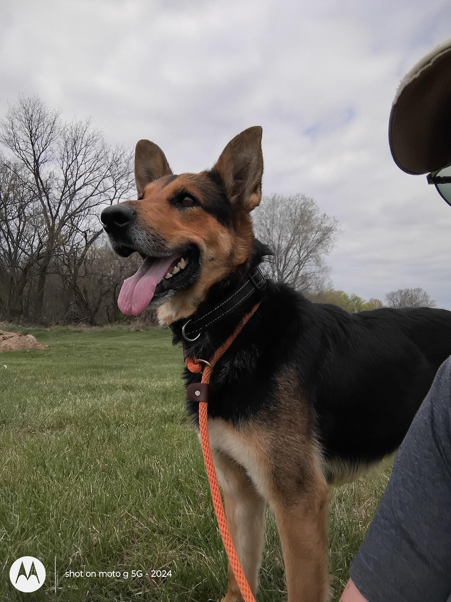 Enlarge Cookie, a Adoptable German Shepherd Dog in Plattsburg, MO image 5/5