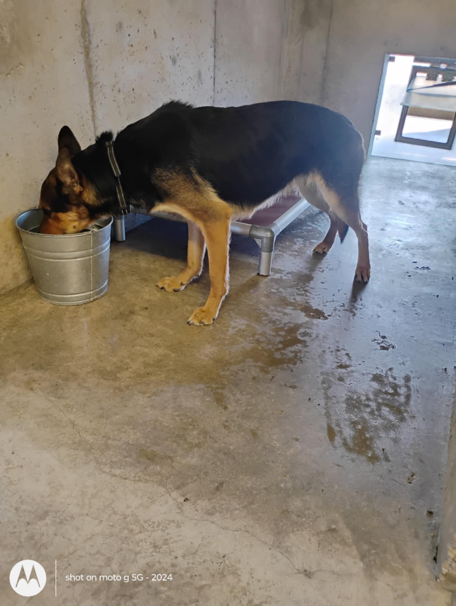 Cookie, a Adoptable German Shepherd Dog image 2/2